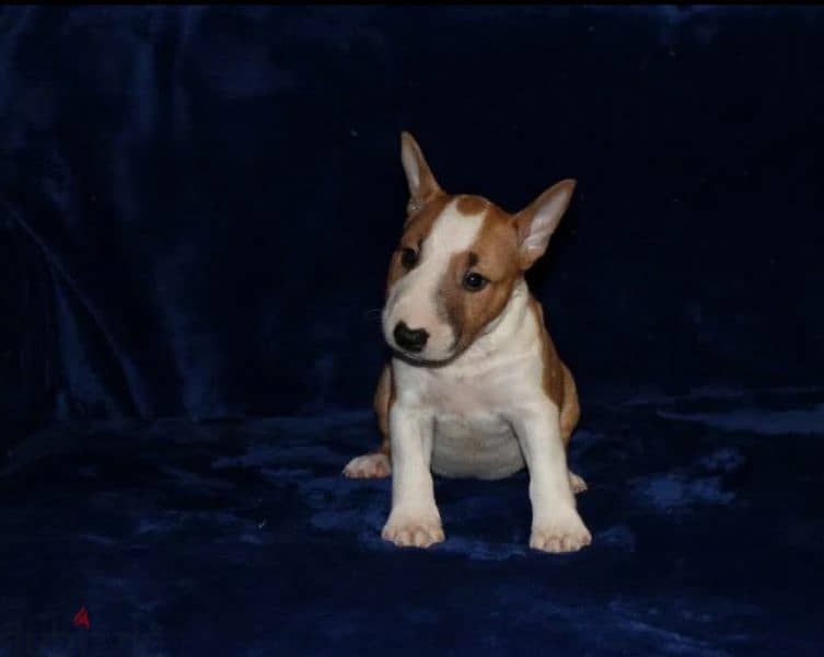 Miniature Bull terrier puppy Male from Russia 1