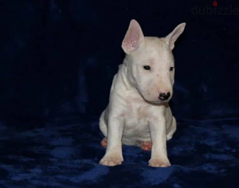 Miniature Bull terrier puppy Male from Russia 2