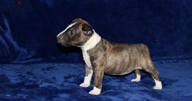 Miniature Bull terrier puppy Male from Russia 3