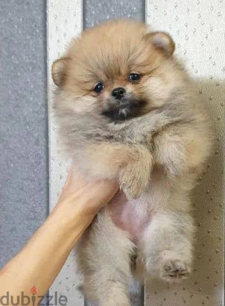 Mini Pomeranian of the bear type from Russia 0