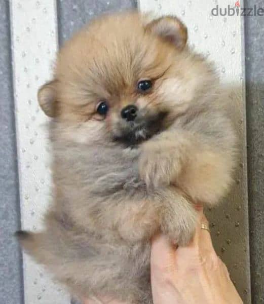 Mini Pomeranian of the bear type from Russia 1