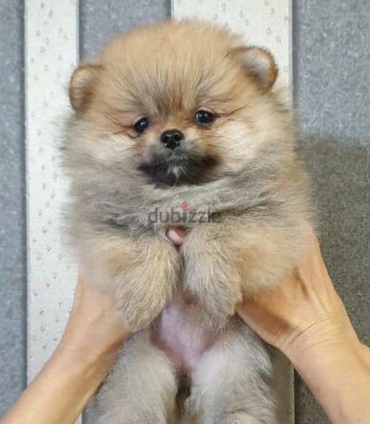 Mini Pomeranian of the bear type from Russia 2