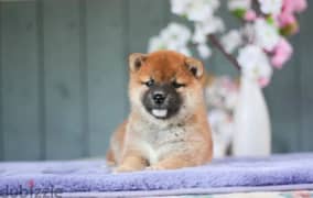 Shiba Inu puppies from Russia