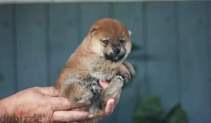 Shiba Inu puppies from Russia 1