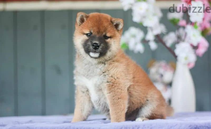 Shiba Inu puppies from Russia 2