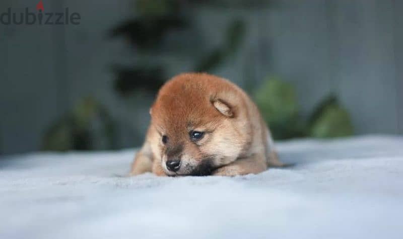 Shiba Inu puppies from Russia 3