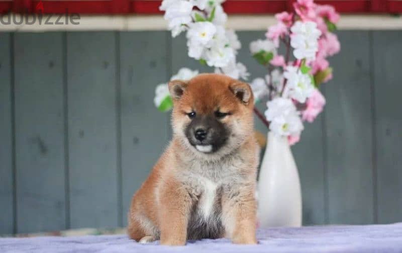 Shiba Inu puppies from Russia 4