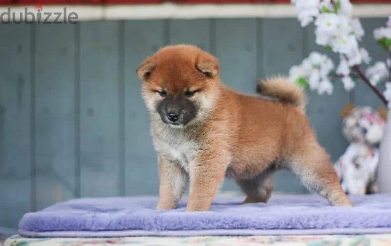 Shiba Inu puppies from Russia 5