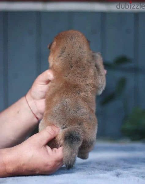 Shiba Inu puppies from Russia 6