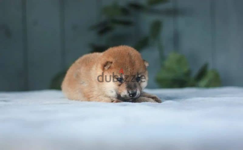 Shiba Inu puppies from Russia 7