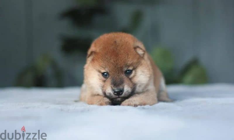 Shiba Inu puppies from Russia 8