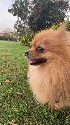 Pomeranian