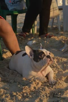 Female French bulldog