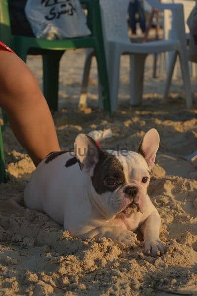 Female French bulldog 1