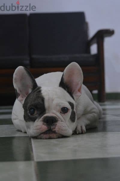 Female French bulldog 2