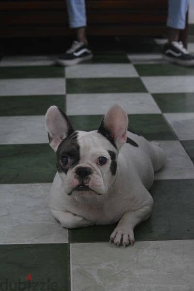 Female French bulldog 3