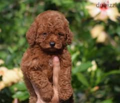 toy poodle puppy