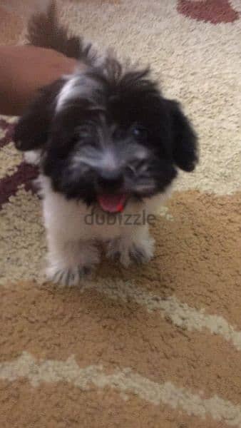 Havanese dog 2