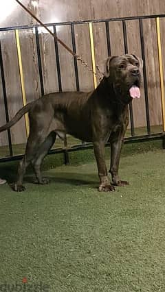 كين كورسو Cane Corso