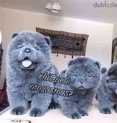 blue chow chow puppies | جراوي تشاو تشاو بلو 0