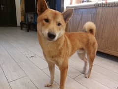 كلب japanese shiba 0