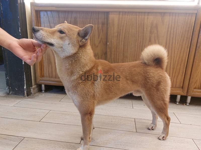 كلب japanese shiba 1