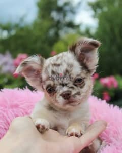 Chihuahua puppy Female From Russia 0