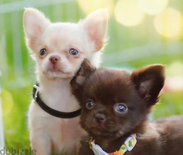 Chihuahua Boys Puppies Fci from Russia 0