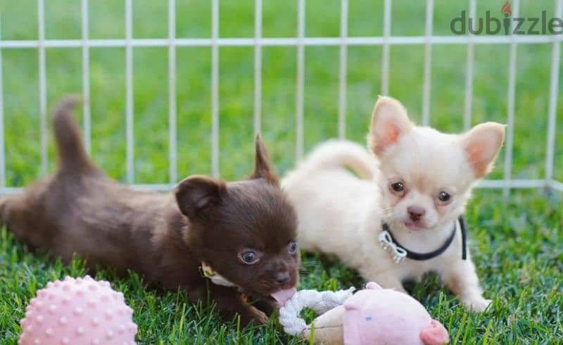 Chihuahua Boys Puppies Fci from Russia 1