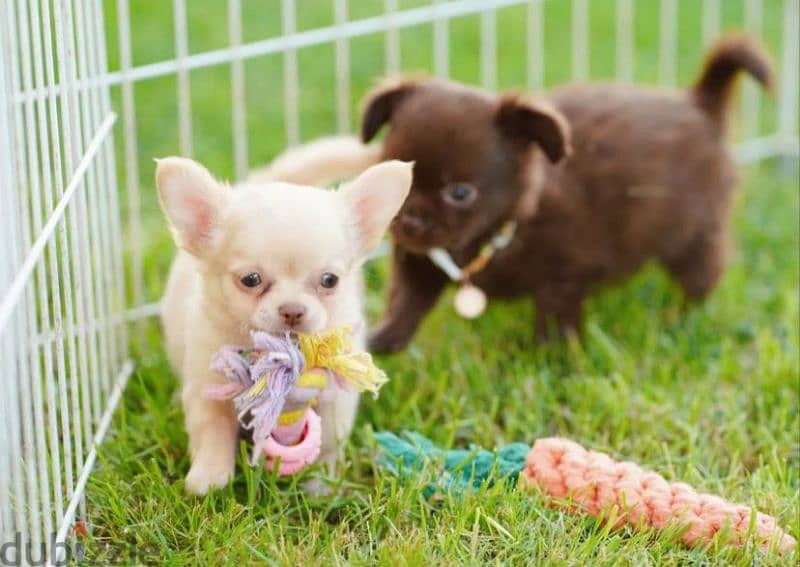 Chihuahua Boys Puppies Fci from Russia 2