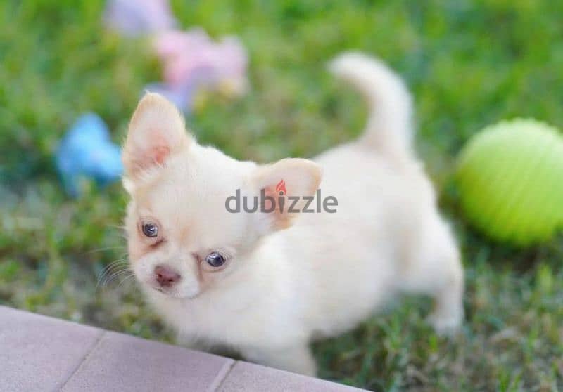 Chihuahua Boys Puppies Fci from Russia 3