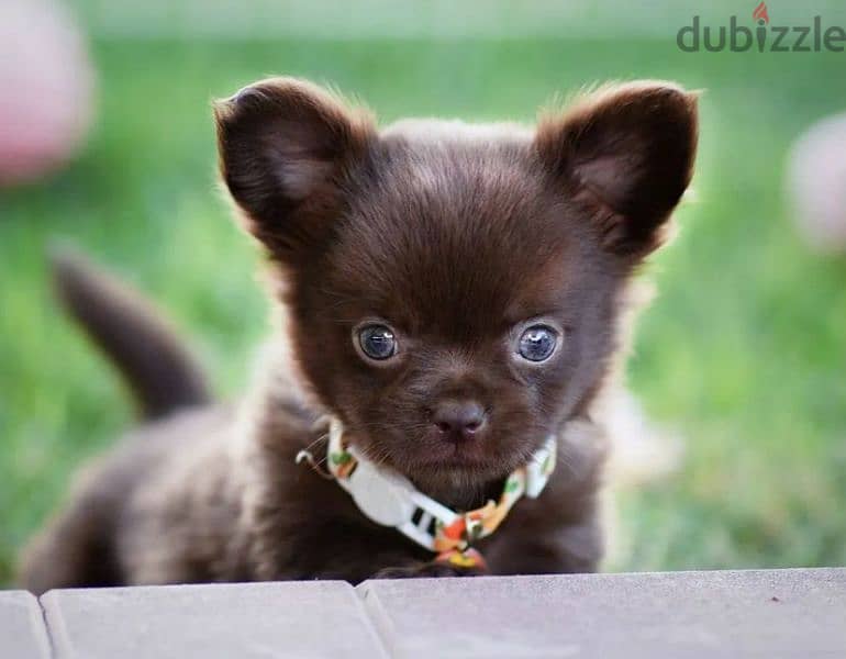 Chihuahua Boys Puppies Fci from Russia 4