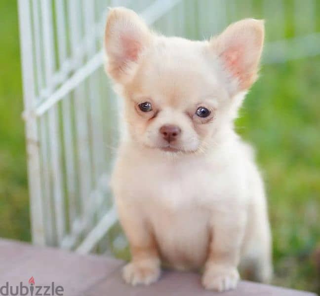 Chihuahua Boys Puppies Fci from Russia 5