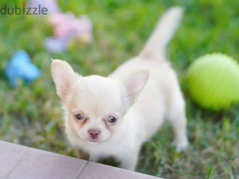 Chihuahua Boys Puppies Fci from Russia 6