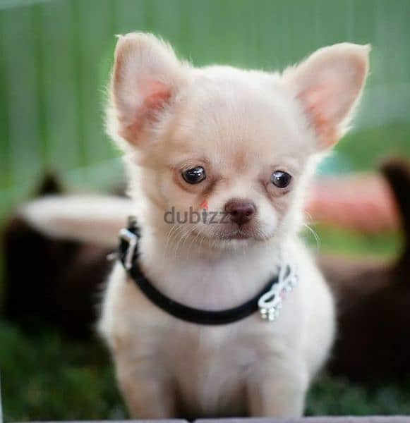 Chihuahua Boys Puppies Fci from Russia 7