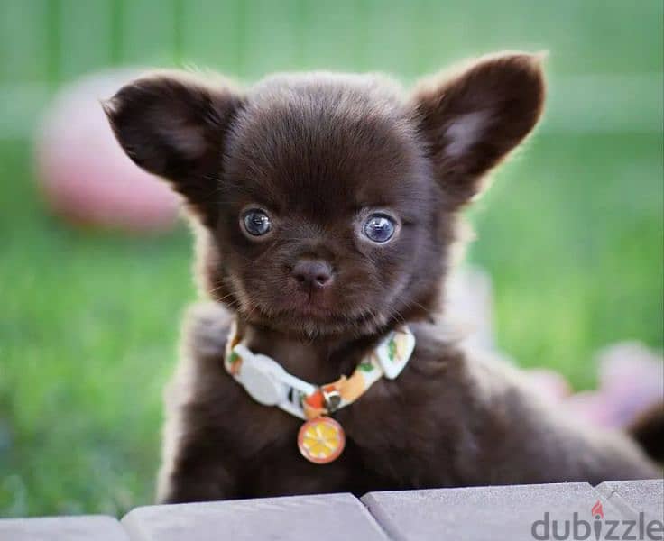 Chihuahua Boys Puppies Fci from Russia 8