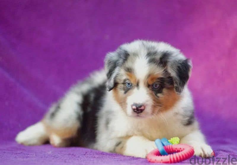 Australian shepherd blue marble boy from Russia 0