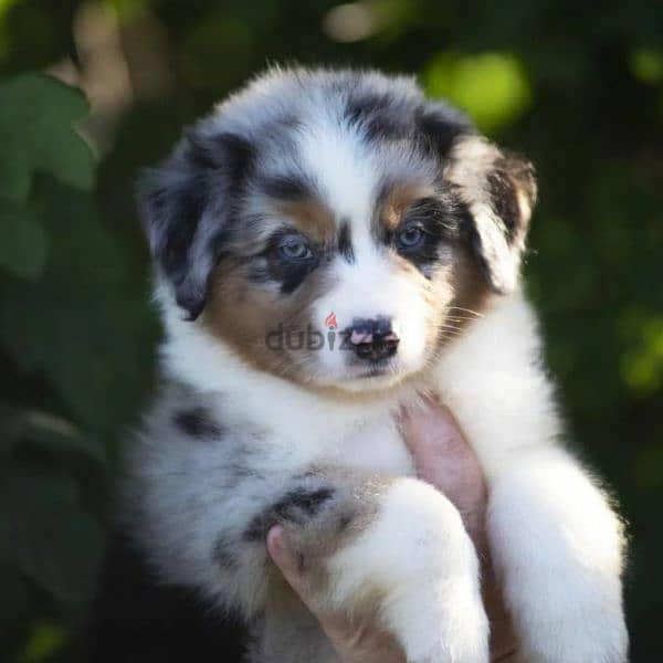 Australian shepherd blue marble boy from Russia 1