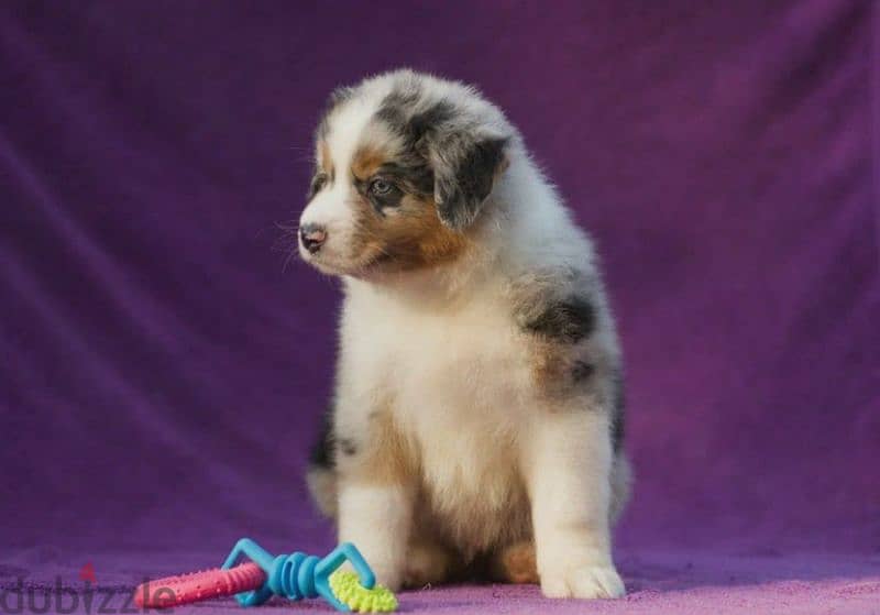 Australian shepherd blue marble boy from Russia 2