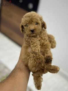 toy poodle