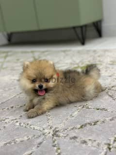 pomeranian 0