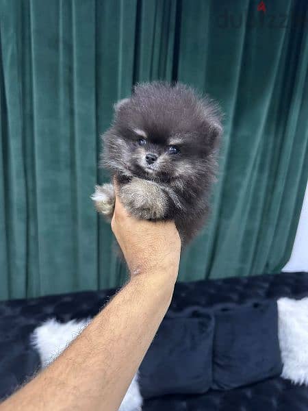 pomeranian 1