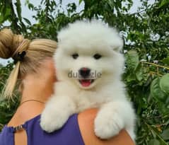 Show Class Samoyed puppy Male from Russia