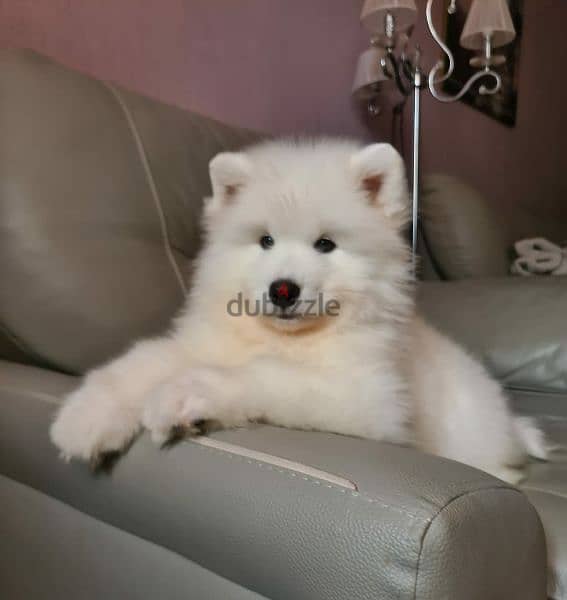 Show Class Samoyed puppy Male from Russia 1