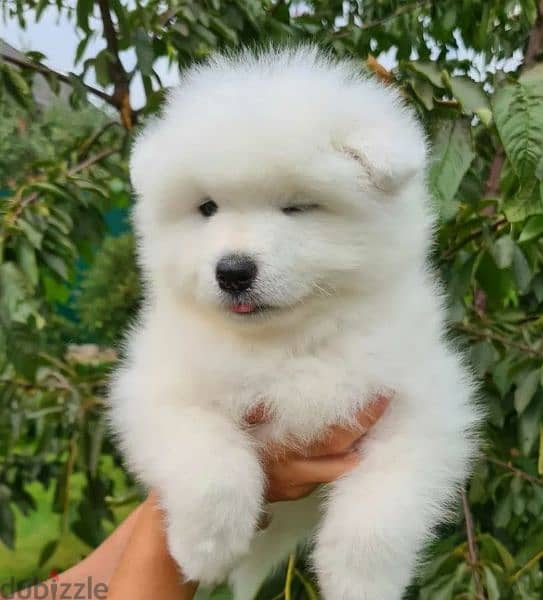 Show Class Samoyed puppy Male from Russia 2