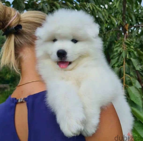 Show Class Samoyed puppy Male from Russia 3