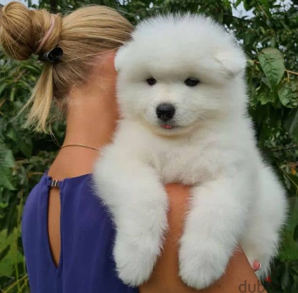 Show Class Samoyed puppy Male from Russia 5