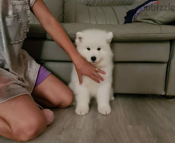 Show Class Samoyed puppy Male from Russia 6