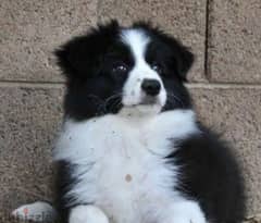 Border collie Males From Russia