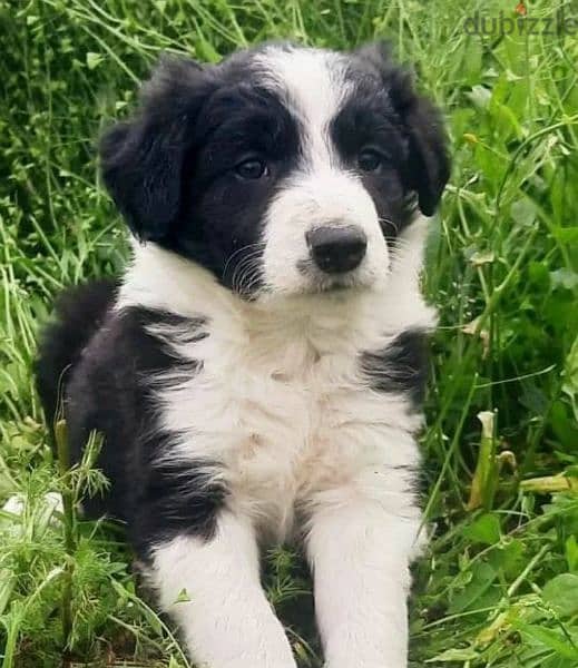 Border collie Males From Russia 1